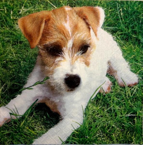 122 Dogs - 3-ply - Home Fashion